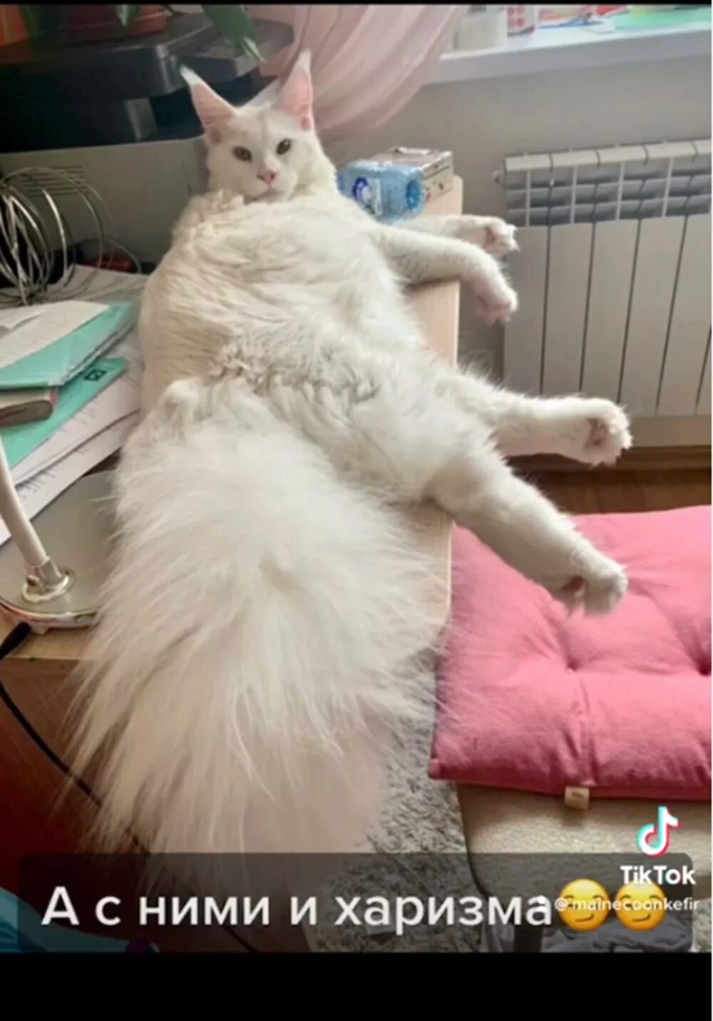 Кот кефир из старого оскола фото Kefir, yavruyken 12,5 kilo ağırlığa ulaştı: Gören herkes köpek sanıyor - Son Dak