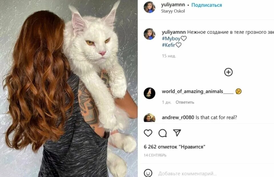 Кот кефир из старого оскола фото Почему американцев шокируют снимки гигантского кота Кефира из России Ваша Планет