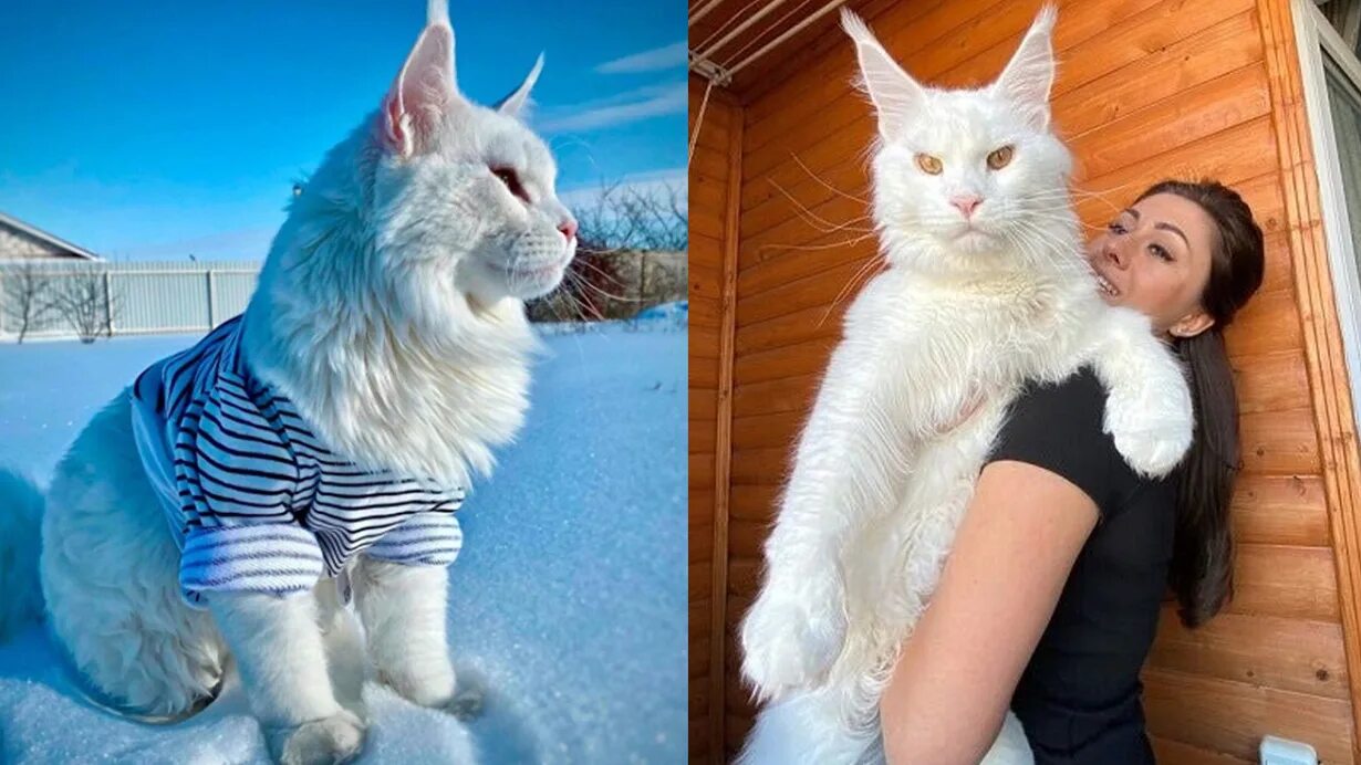 Кот кефир из старого оскола фото Görenler köpek sanıyor! Dev kedi Kefir