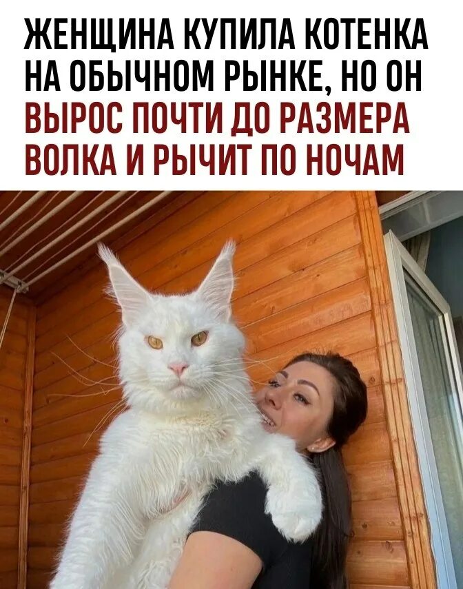 Кот кефир мейн фото Так можно случайно и тигра приобрести.