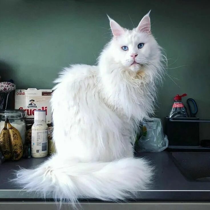 Кот кефир мейн фото Pinterest Мейн-кун кошки, Белые кошки, Милые котики