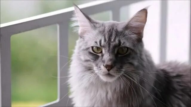 Кот кефир мейн кун фото МЕЙН-КУН рекомендации по уходу, 6 важных правил.mp4 - смотреть видео онлайн от "