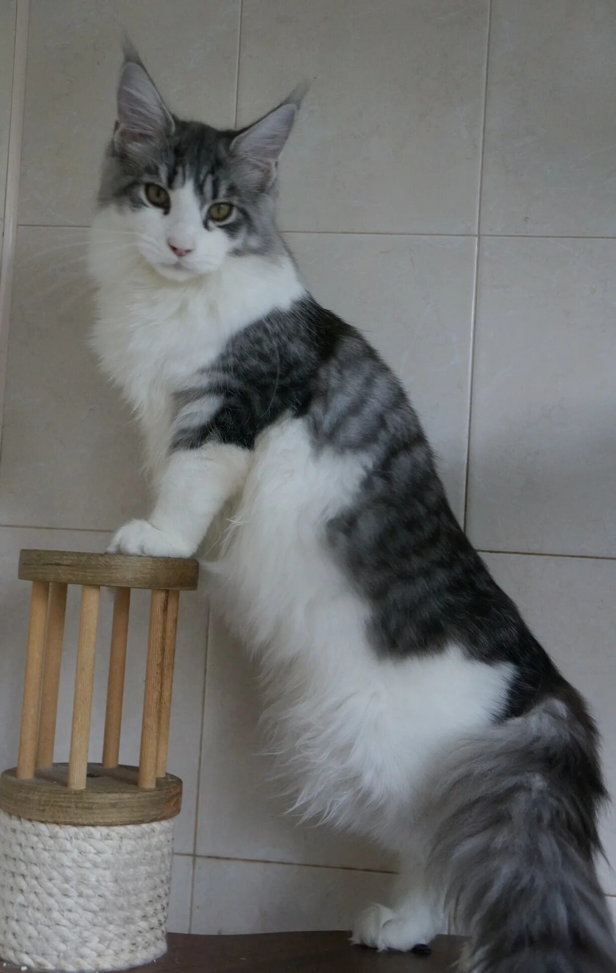 Кот кефир мейн кун фото старый оскол RUSSIANCOON - Питомник мейн кунов (лучшие котята мэйн кун)