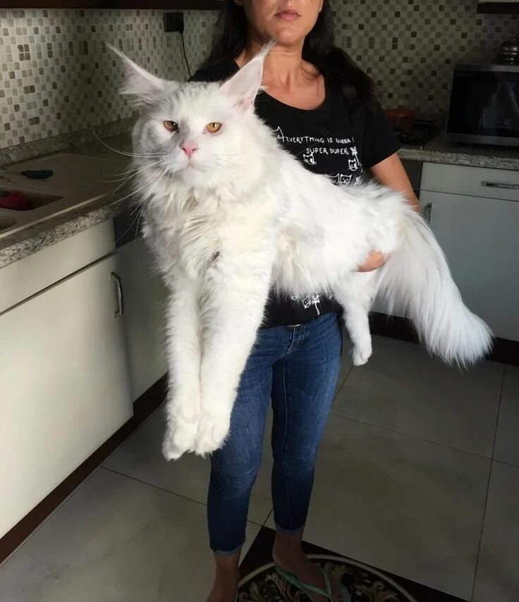 Кот кефир мейн кун фото старый оскол Pin on cute main coone cats