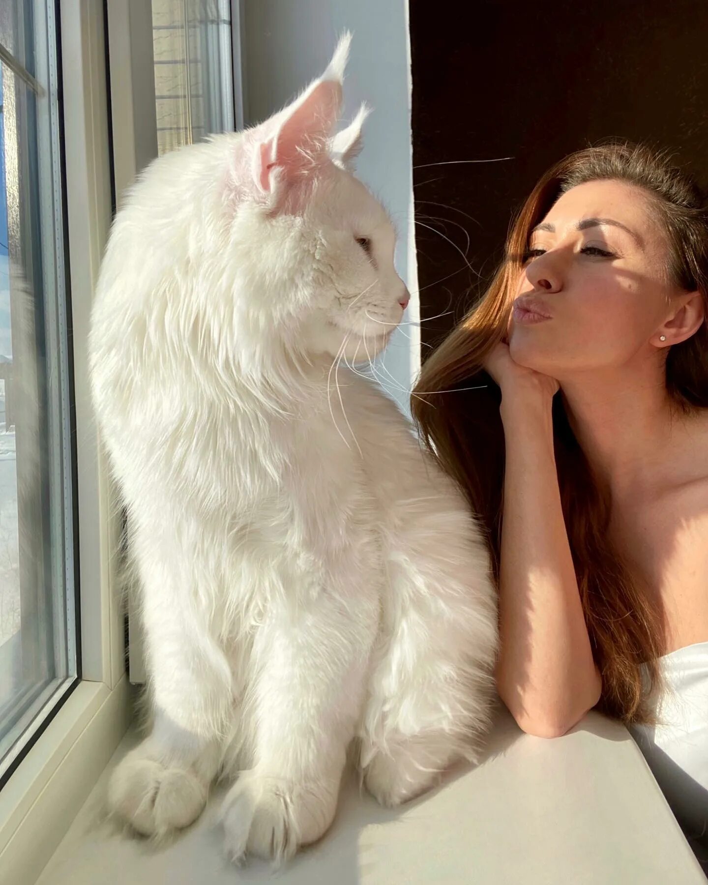 Кот кефир мейн кун фото старый оскол World's largest cat' is almost as tall as a 4-year-old