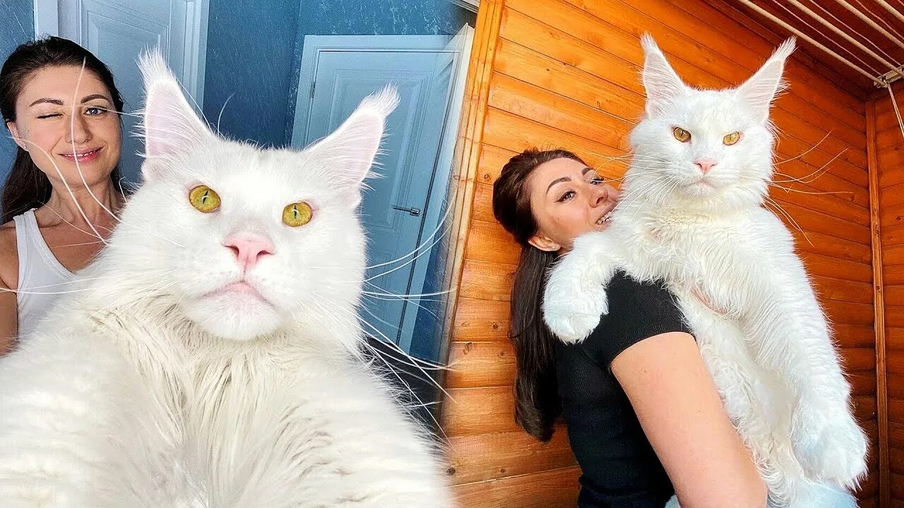 Кот кефир мейн кун фото старый оскол Девушка взяла маленького котенка, даже не подозревая насколько огромным он стане