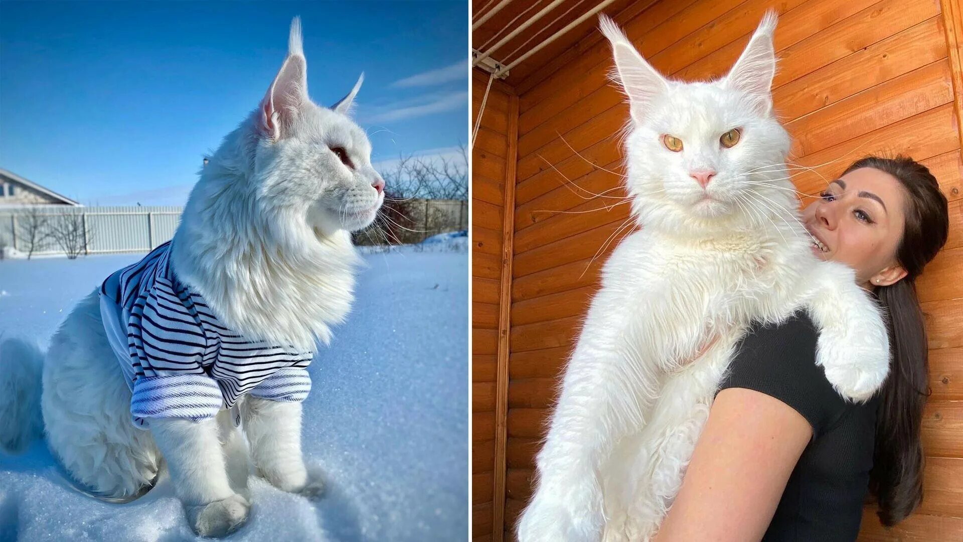 Кот кефир мейн кун фото старый оскол Meet Kefir, the most popular Maine Coon cat in Russia (PHOTOS) - Russia Beyond