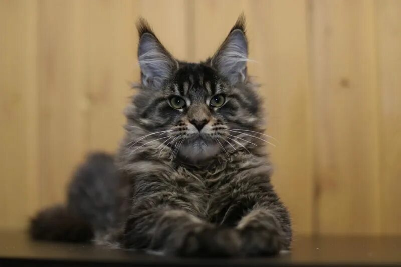 Кот кефир мейн кун фото старый оскол Котята мейн кун - fridmancats