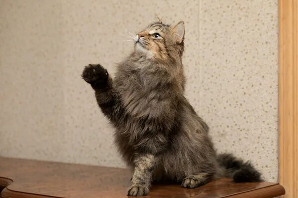 Кот кеша фото Кеша - настоящий кот-пират в поисках семьи. Москва, МО. - Домашние животные, куп