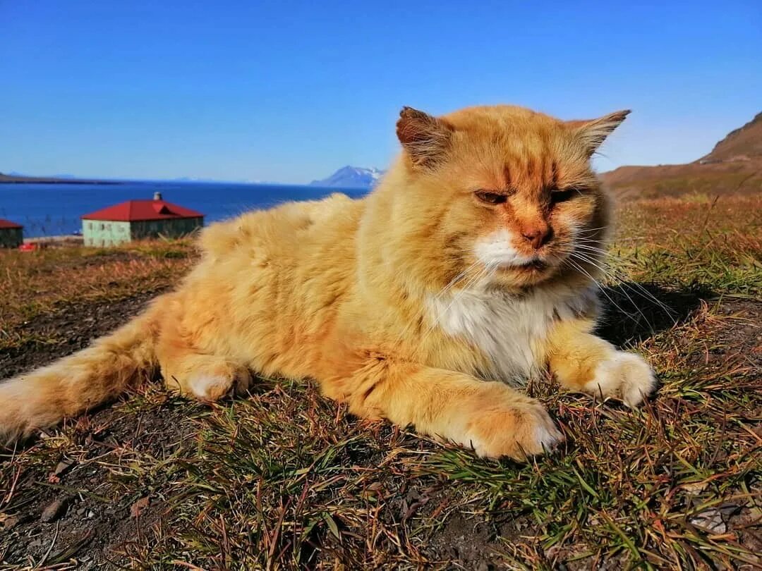 Кот кеша фото Meet Kesha, the only cat in the entire Arctic Ocean archipelago (PHOTOS) - Russi