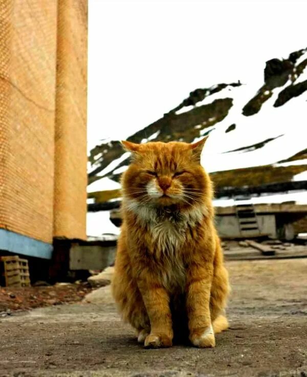 Кот кеша фото Kesha is the ONLY cat of Barentsburg, Norway - Traveling Cats Norwegian forest c