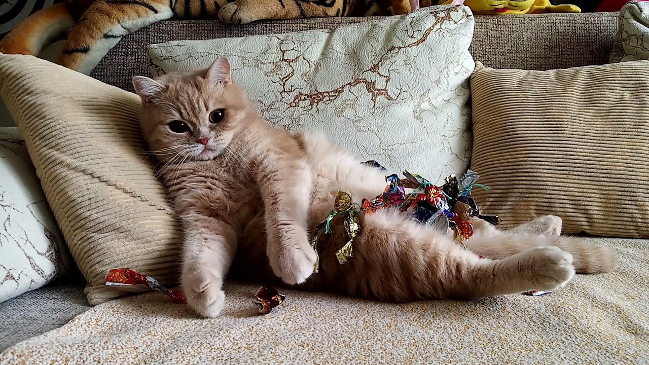 Кот кэт фото Фантики тоже подходят для игр! Candy wrappers are suitable for games! #коты #кот