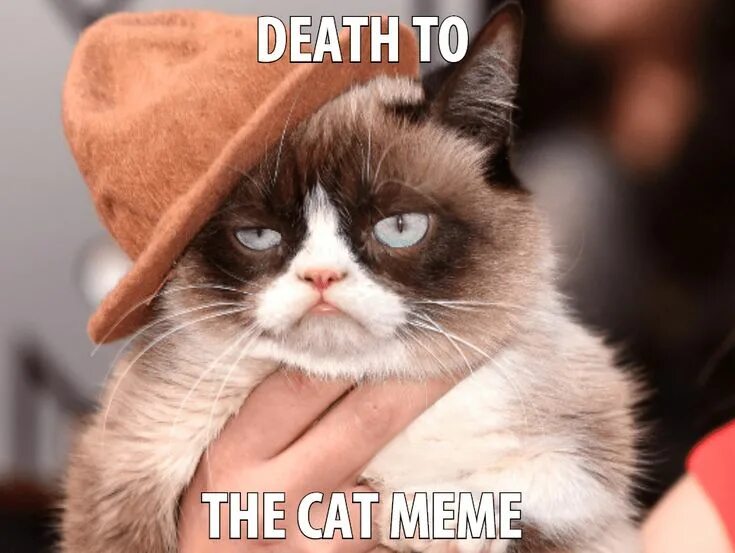 Кот кэт фото 38 Funny Pictures Of Cats With Captions Cute animals with funny captions, Grumpy