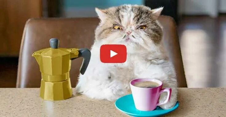 Кот кофе ул трубников 24 фото Catfinated - When Cats Drink Coffee Cat drinking, Cats, New funny videos