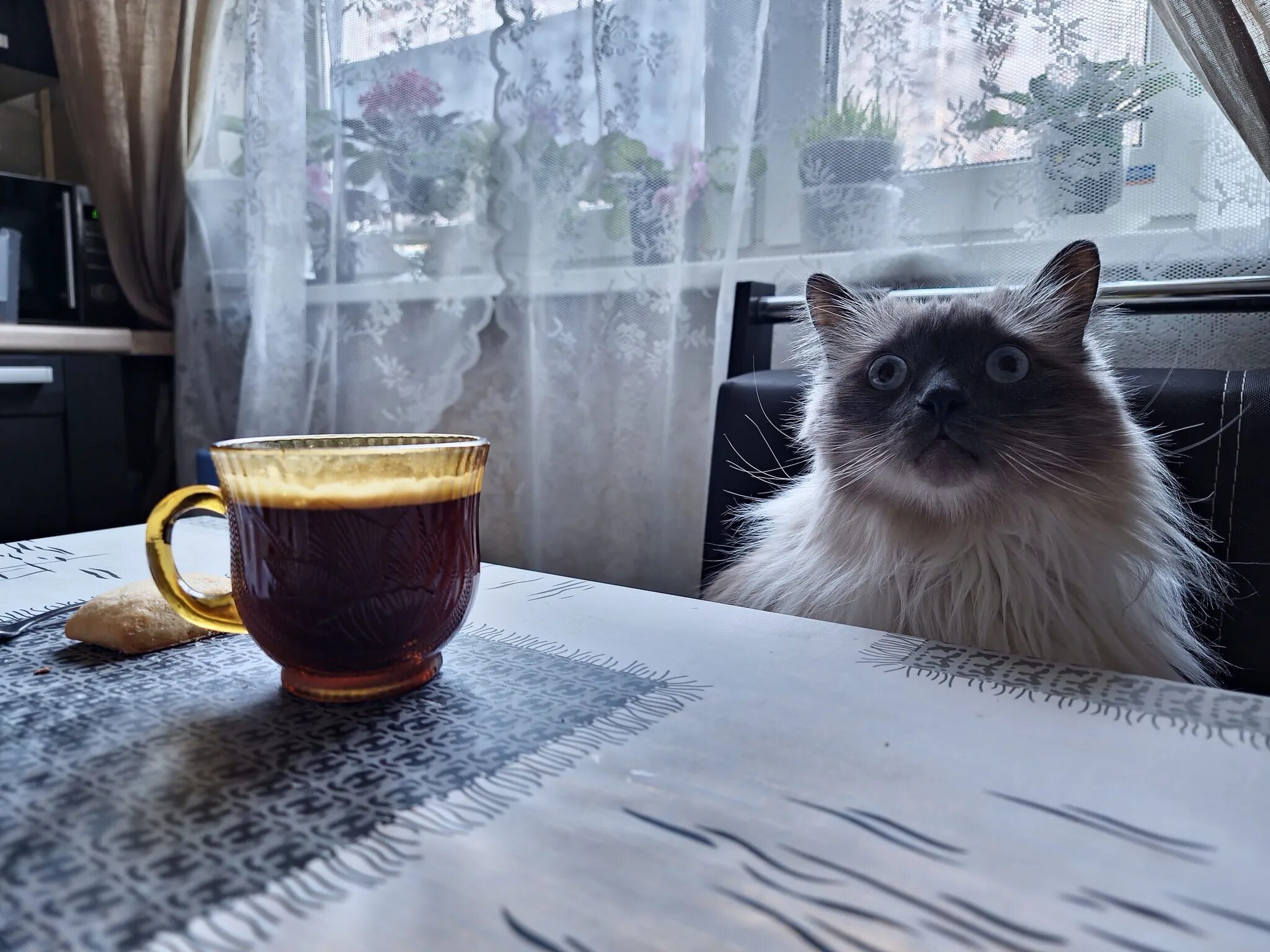 Кот кофе ул трубников 24 фото Кофейку - Вопросы и ответы