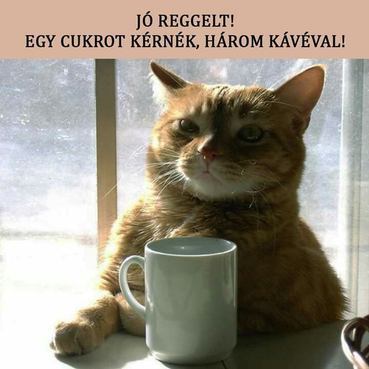 Кот кофе ул трубников 24 фото Pin by Katalin on Kávé Cats, Types of cats, Sick cat