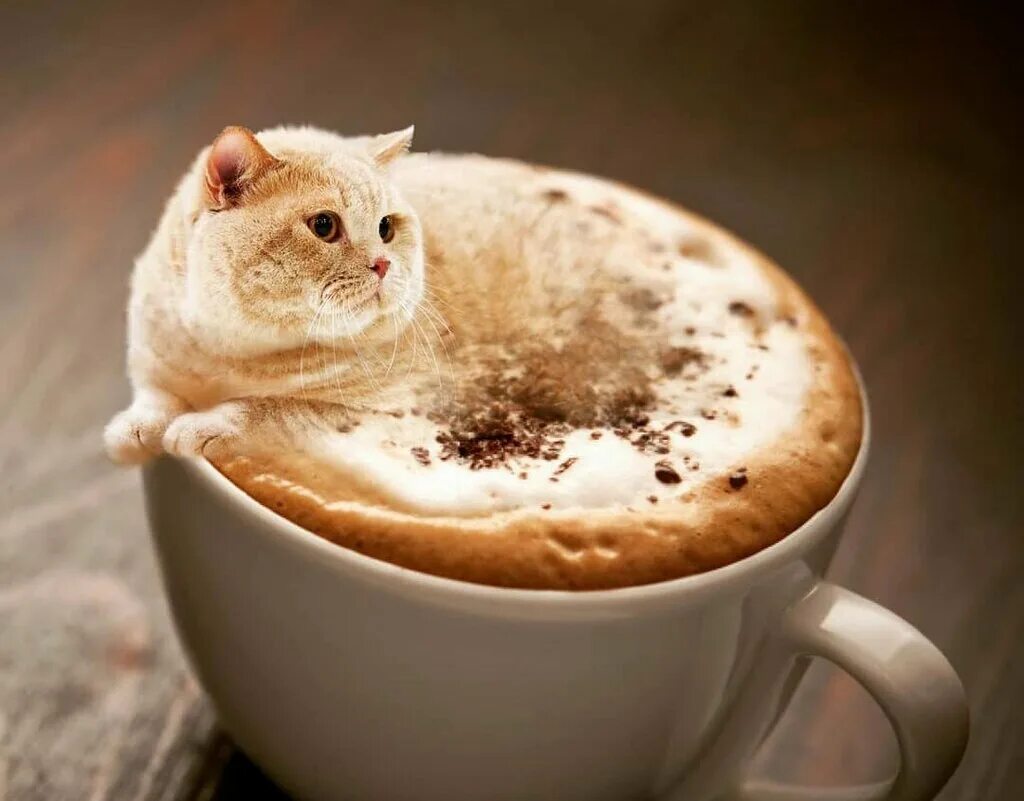 Кот кофе ул трубников 24 фото Meow Coffee, coffee shop, Safonovo, Krasnogvardeyskaya Street, 19 - Yandex Maps