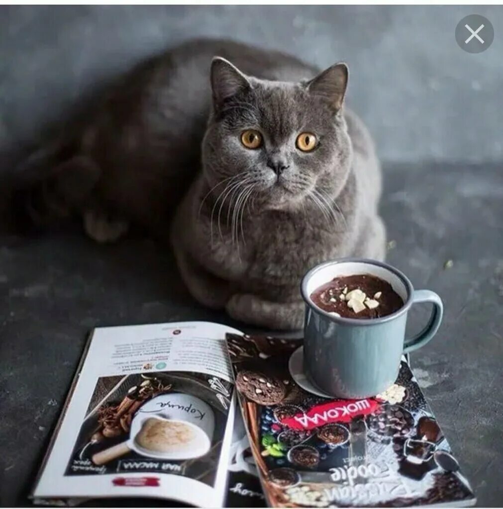 Кот кофе ул трубников 24 фото Meow Coffee, кофейня, Красногвардейская ул., 19, Сафоново - Яндекс Карты
