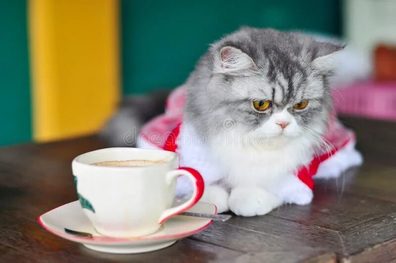 Кот кофе ул трубников 24 фото The cat and the coffee stock photo. Image of animal, tomcat - 25601062