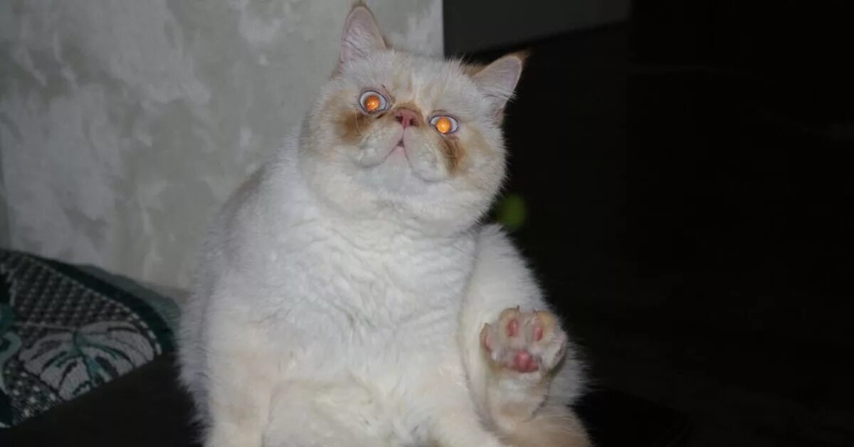 Кот кокос фото Кокос Пикабу
