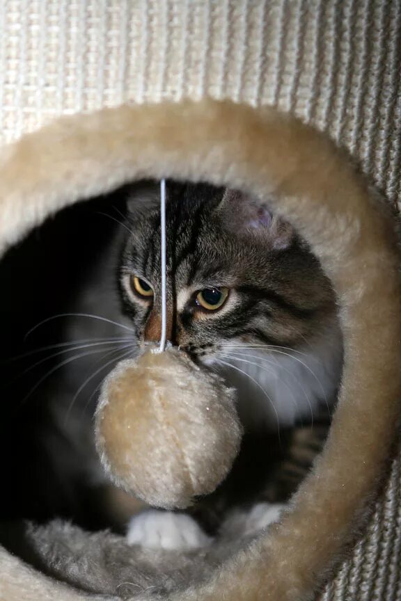 Кот кокос фото Котик кокос