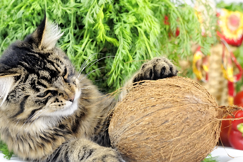 Кот кокос фото The Catnip Times Natural cat litter, Pine cat litter, Natural cat