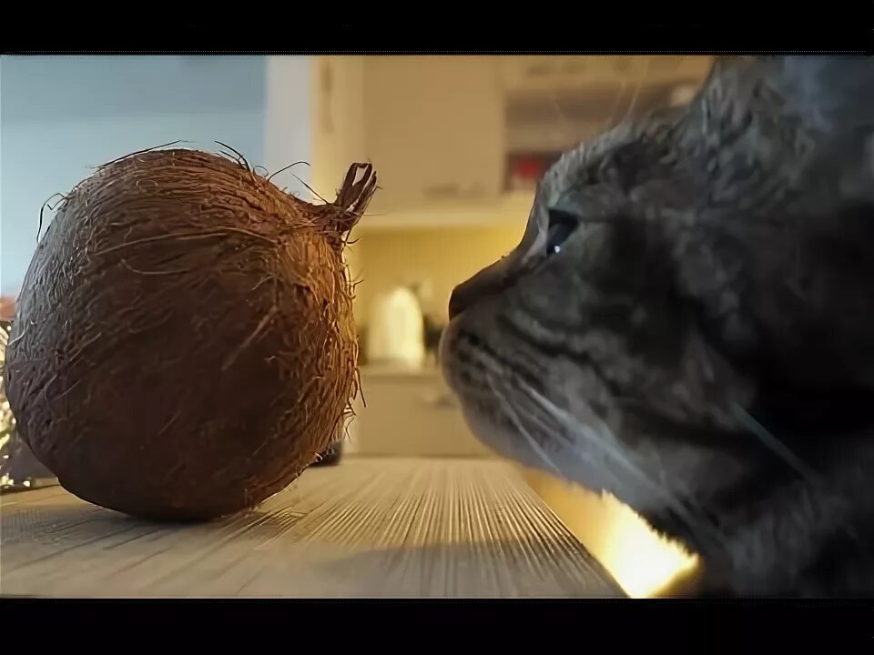 Кот кокос фото Реакция кота на разную еду; Cat's reaction to the different food - YouTube