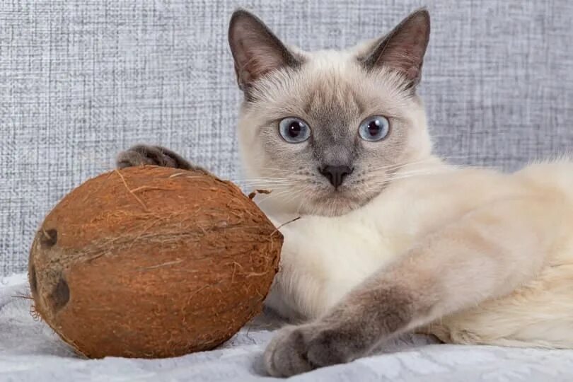 Кот кокос фото 8 Health Benefits of Coconut Oil for Cats: Vet Approved Guide & Tips - Catster