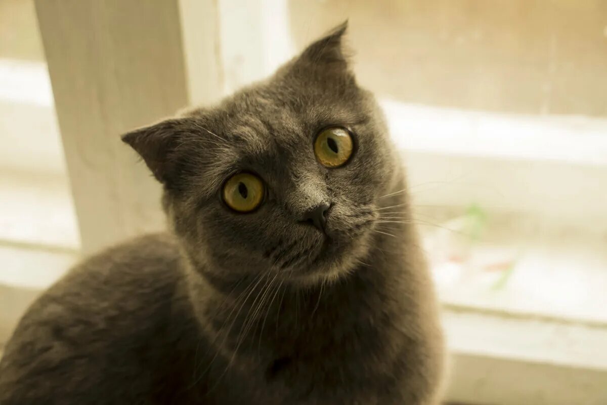Кот кокос фото Вас не никогда не уволят если вы.. Jinsei Seifuku Дзен