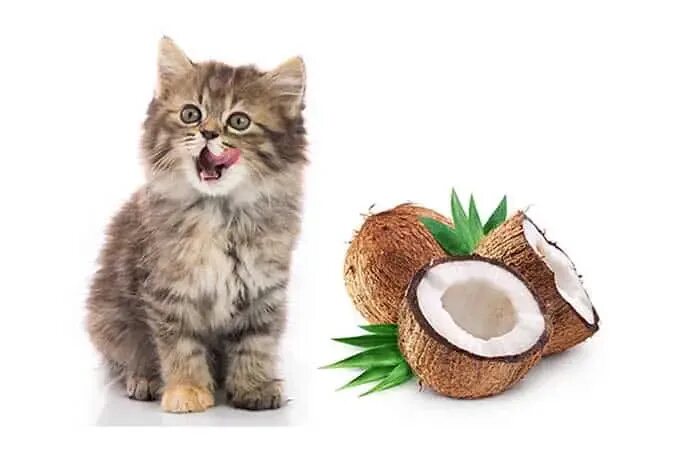 Кот кокос фото coconut milk for kittens - Best Deals Online - Up To 74% Off