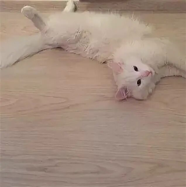 Кот кокос фото Картинки БУРУНОВ КОТ КОКОС