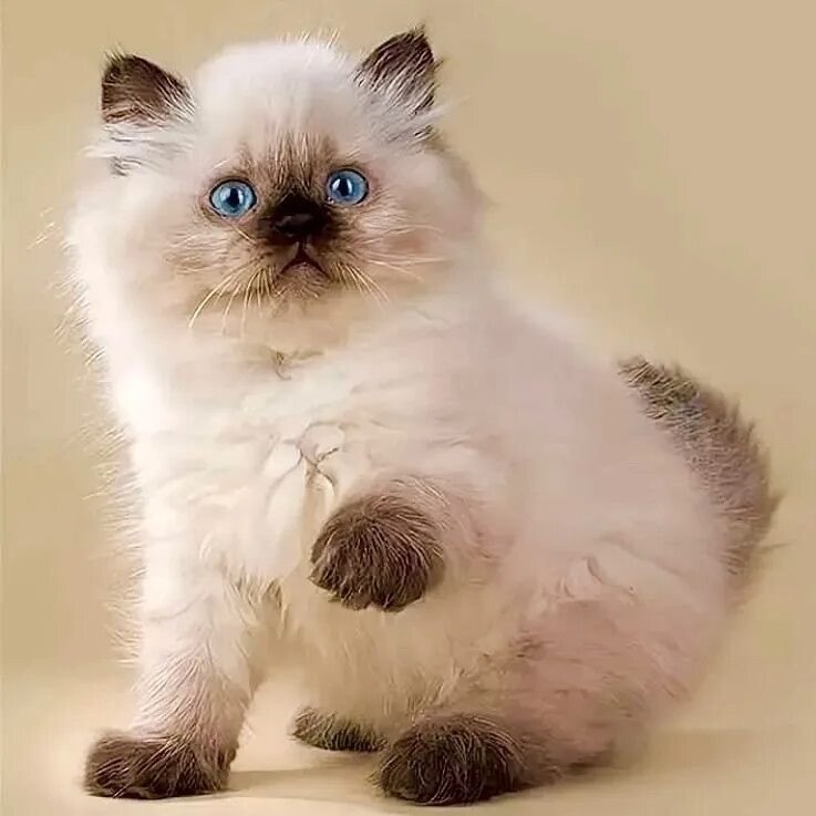 Кот колор пойнт фото Колорпойнт (в переводе с английского - окрашенный кончик) - кошки имеют светлое 