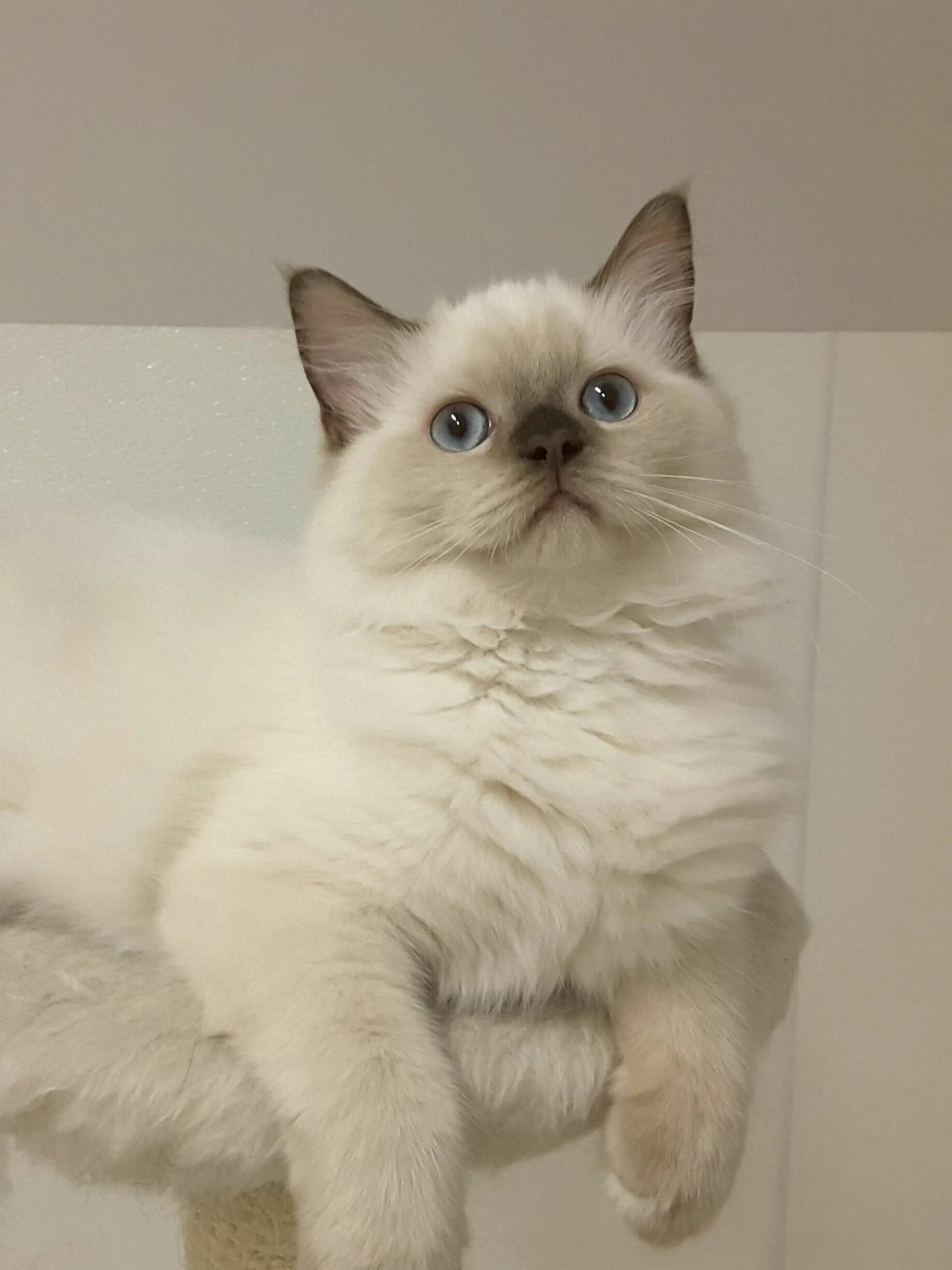 Кот колор пойнт фото ragdoll chocolate mink for Sale OFF67