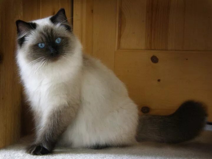 Кот колор пойнт фото Seal Colorpoint Ragdoll kitten, Ragdoll cat, Cute cats