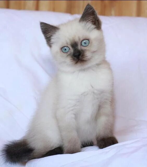 Кот колор пойнт фото Британские котята - купить в Ставрополе, цена 3 000 руб., продано 2 июня 2018 - 