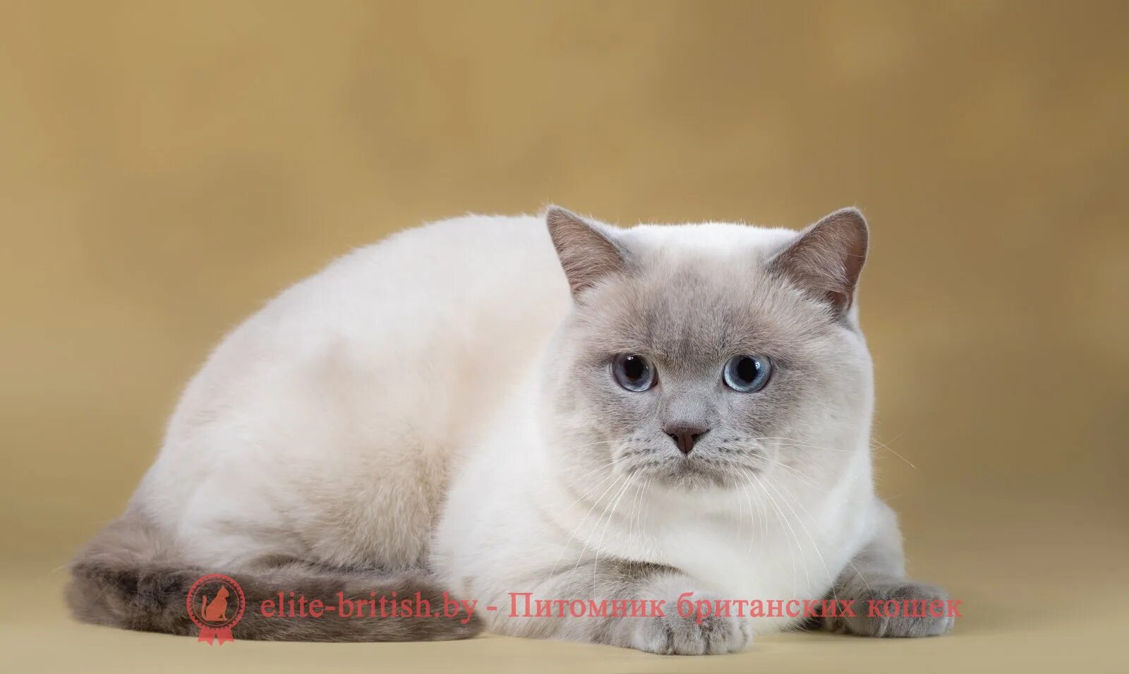Кот колор пойнт фото Британские котята окраса голубой (блю) пойнт, девочка Gerda (Герда), помет от 19