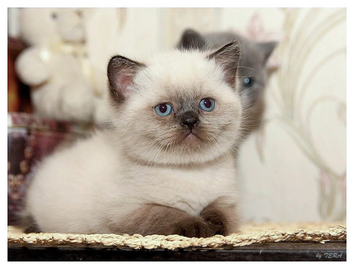 Кот колор пойнт фото мамочка_два_тапочка : Питомник"Gem Sweet". Любимые британские плюшки! : Фотограф