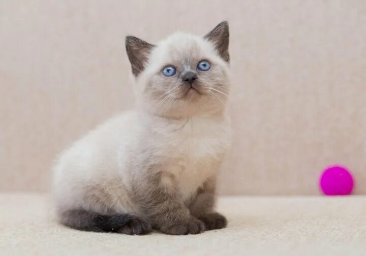 Кот колор пойнт фото Котенок британский - купить в Ильинском, цена 500 руб., продано 1 июня 2019 - Ко