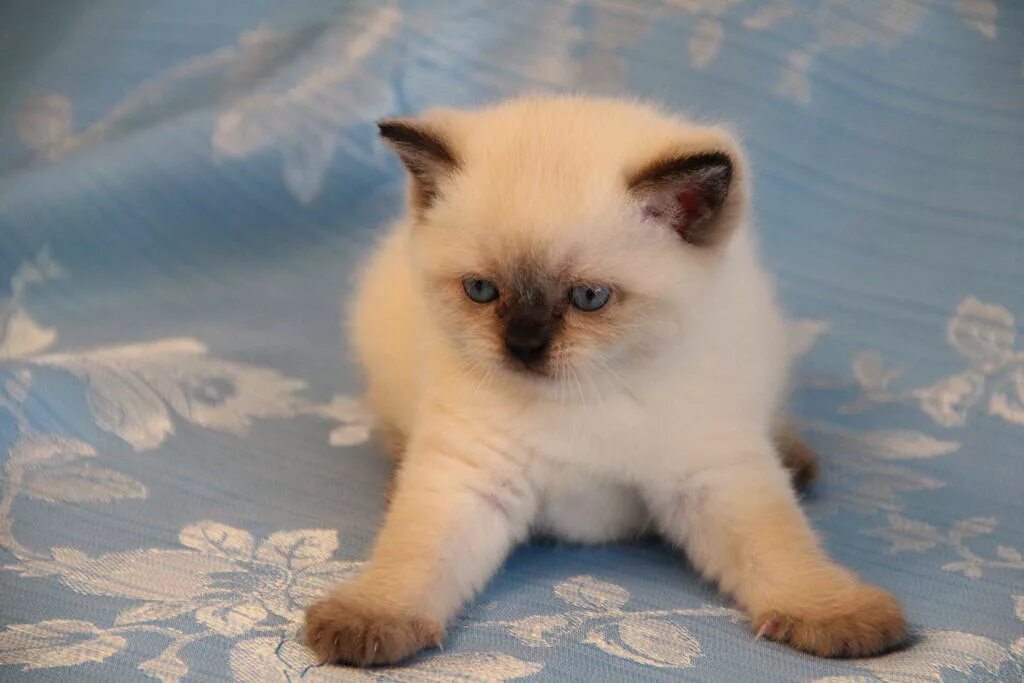 Кот колор пойнт фото b 33 - шоколадный пойнт окрас кошек. 79 фотографий кошек и котов окраса b 33 - ш