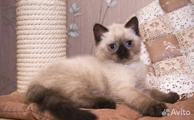 Кот колор пойнт фото Котята купить в Нижнем Новгороде Животные и зоотовары Авито