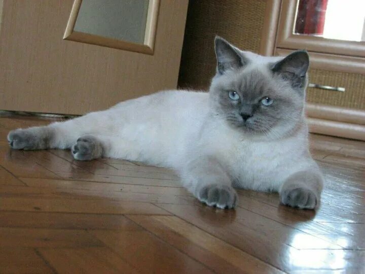 Кот колор пойнт фото Британские котят - купить в Ставрополе, цена 2 000 руб., продано 10 января 2019 