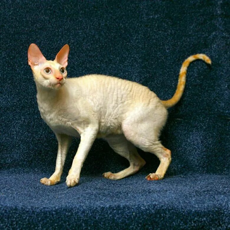 Кот корниш фото Котик корниш рекс срочно - купить в Северске, бесплатно, продано 9 января 2020 -