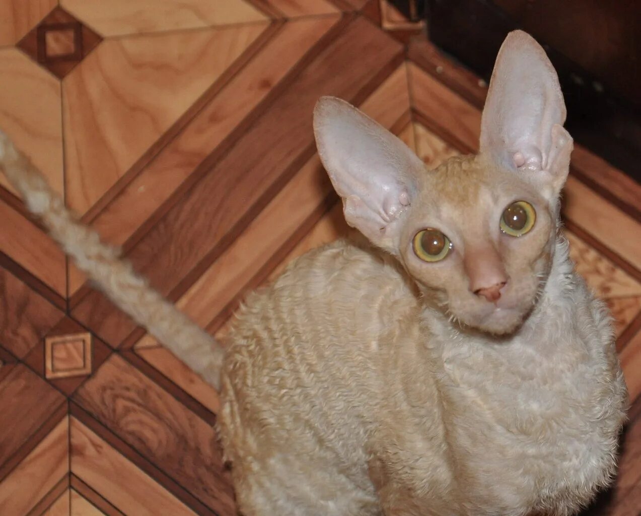 Кот корниш фото Продаются котята корниш-рекс. Мальчишки. Окрасы - красный, красный с белым. Котя