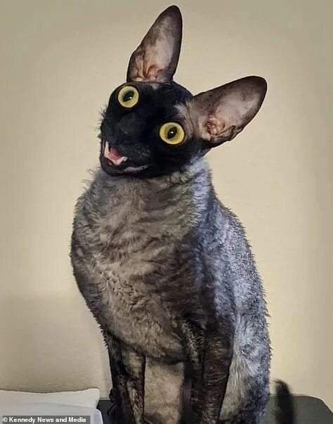 Кот корниш фото Top 10 cornish rex ideas and inspiration
