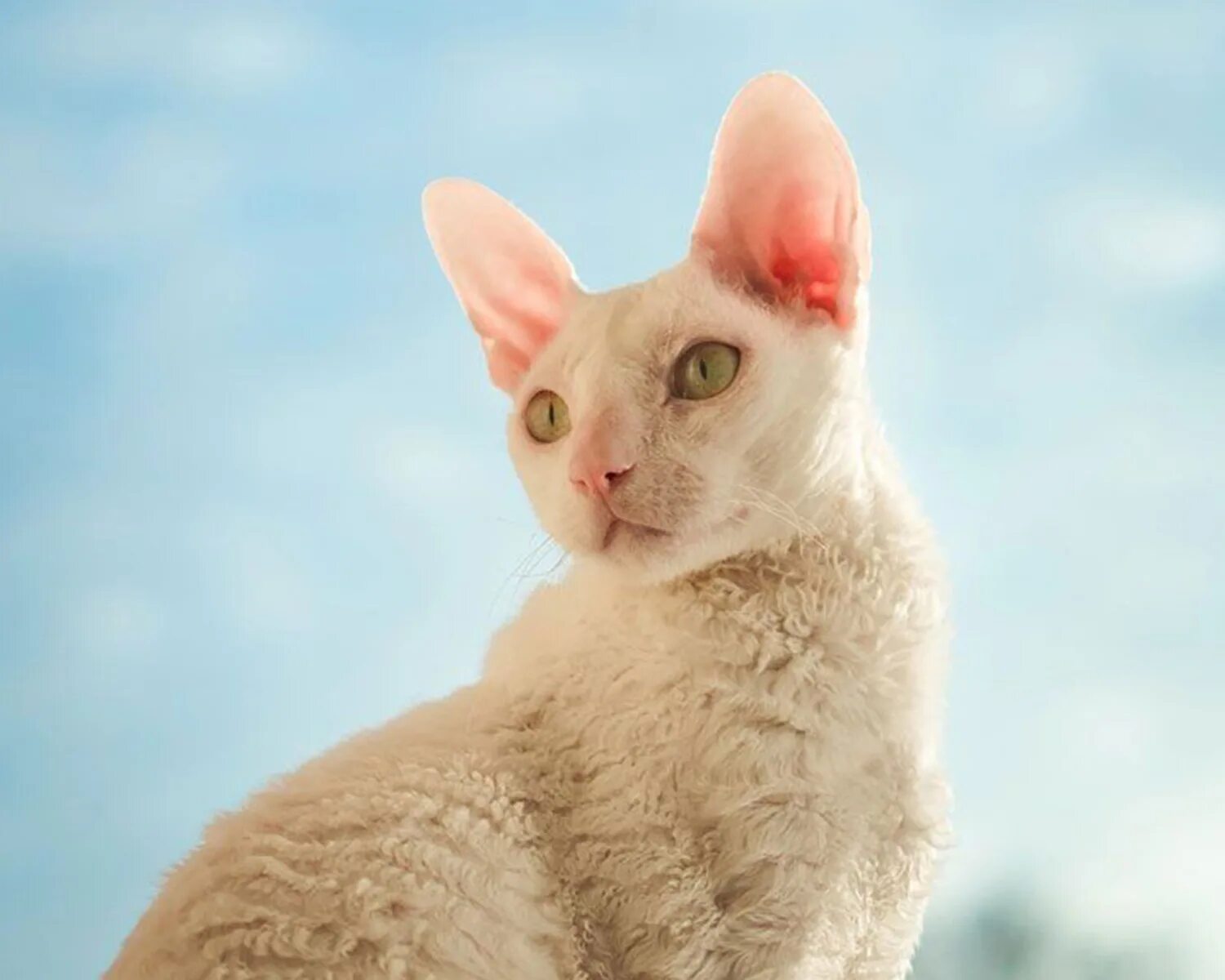 Кот корниш фото Корниш-рекс: характер и история породы, цена, фото, питомники корниш рекс, харак