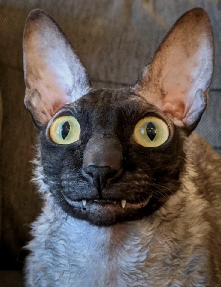Кот корниш фото Pin by Elena Margo on Коты и собаки Cats, Cornish rex cat, Crazy cats