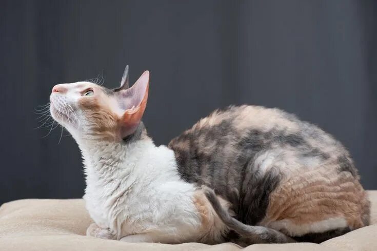 Кот корниш фото Learn All About the Cornish Rex Cornish rex cat, Rex cat, Cat breeds