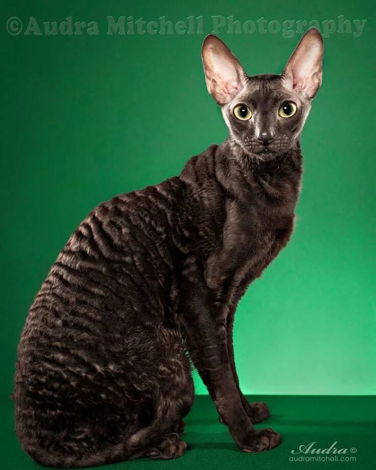 Кот корниш рекс фото Cornish Rex by Audra Mitchell Devon rex cats, Rex cat, Cornish rex cat