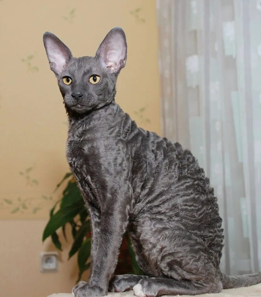 Кот корниш рекс фото Корниш рекс (cornish rex) - это одна из самых интересных пород в мире.