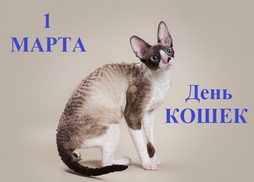 Кот корниш рекс фото Новости - Централизованная библиотечная система города Лермонтова